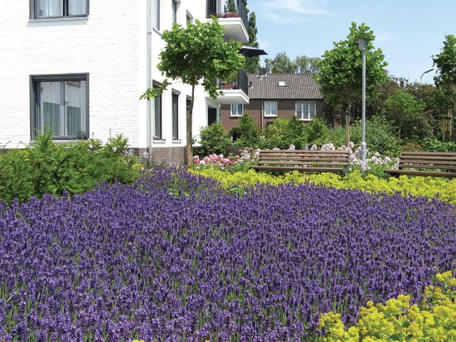 korianderstraat 01